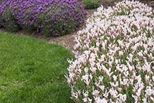 Lavandula Fairy Wings Whimsical